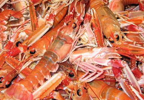 Norway lobster fished in the Mediterranean Sea