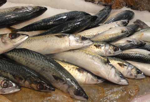 Some mackerels at the market