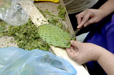 A lady leaning leaves to get nopal benefits