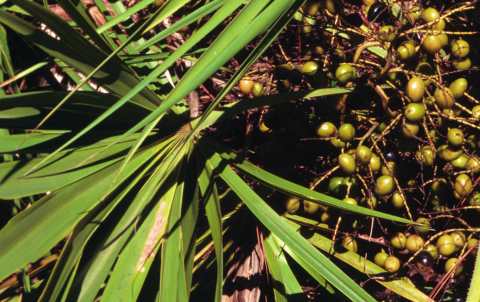 Plant of Saw Palmetto with dates