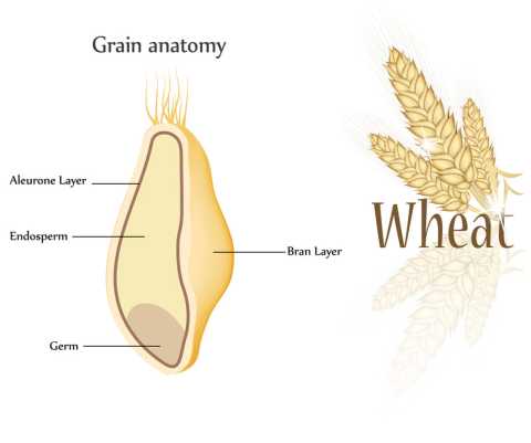 Anatomy of a wheat grain: aleurone layer, endosperm, germ and bran layer