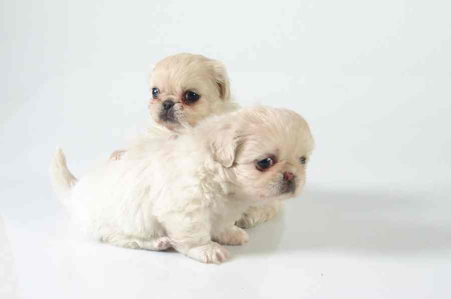 Two white puppies